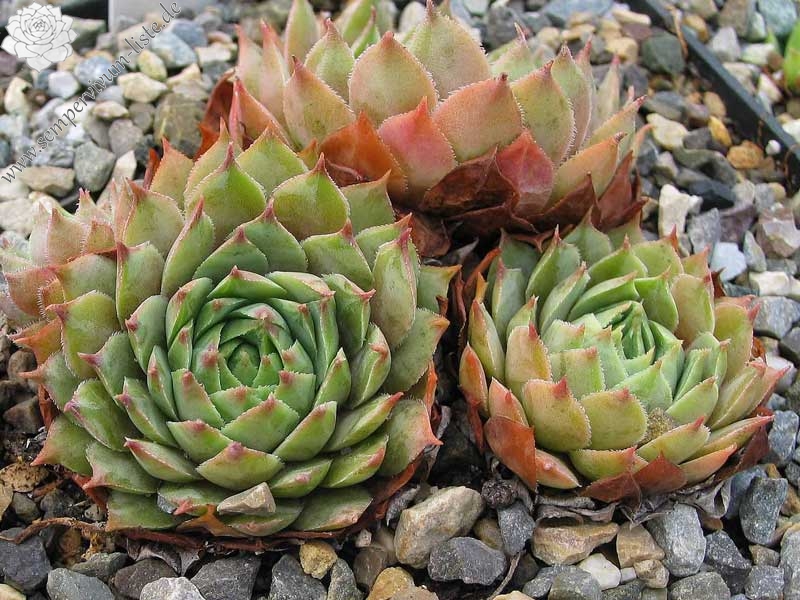 tectorum from Grauson