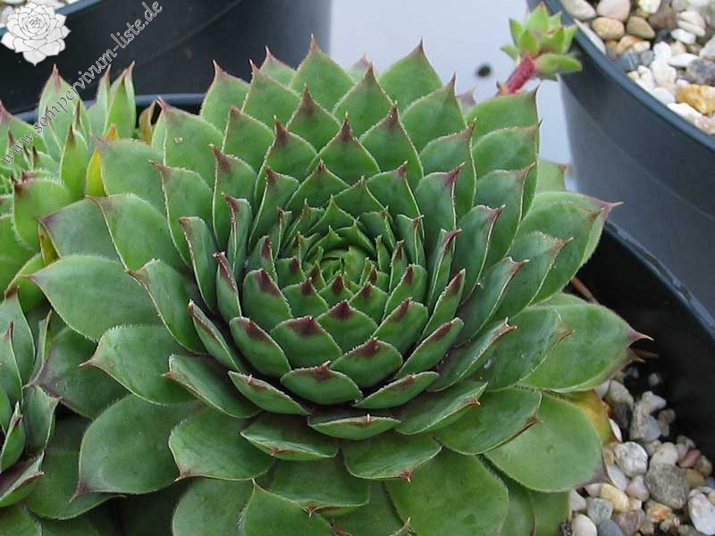 tectorum from La Tournette