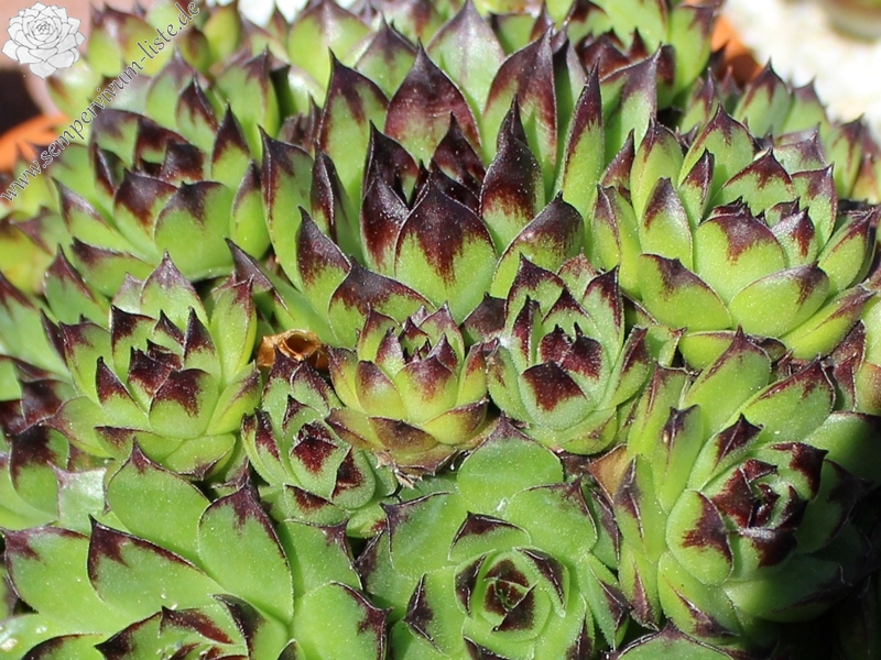 tectorum from Marchastel