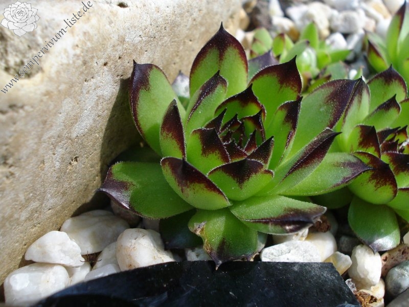 tectorum from Marchastel