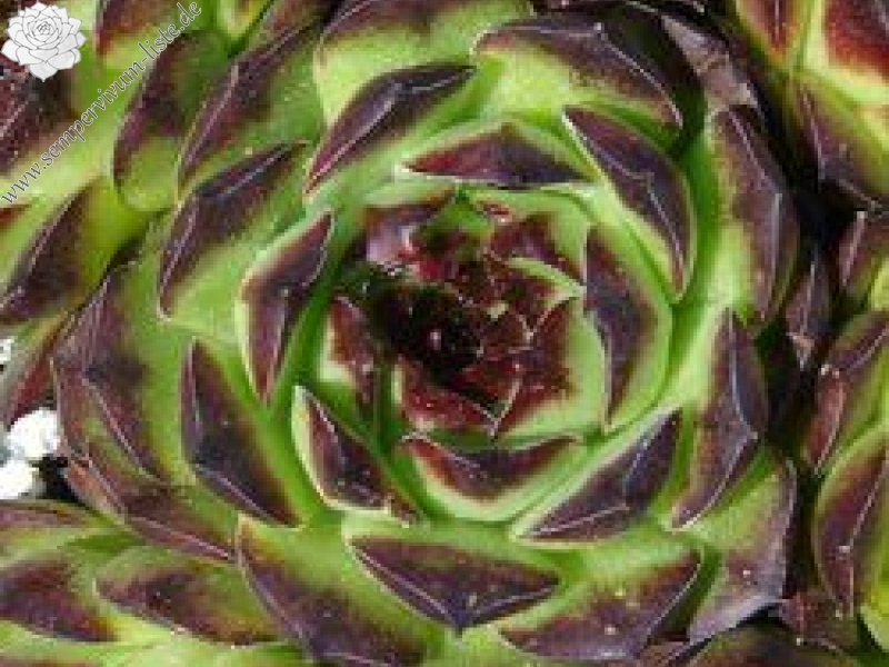 tectorum from Marchastel