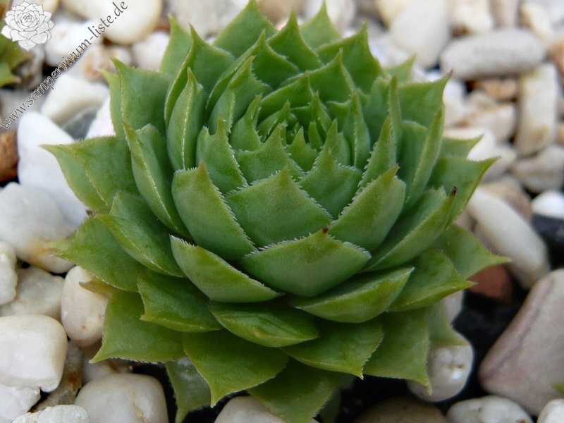 tectorum from Mont Blanc