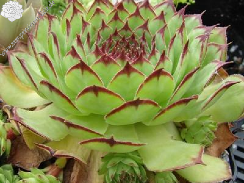 tectorum from Monte Baldo (Typ PH690)
