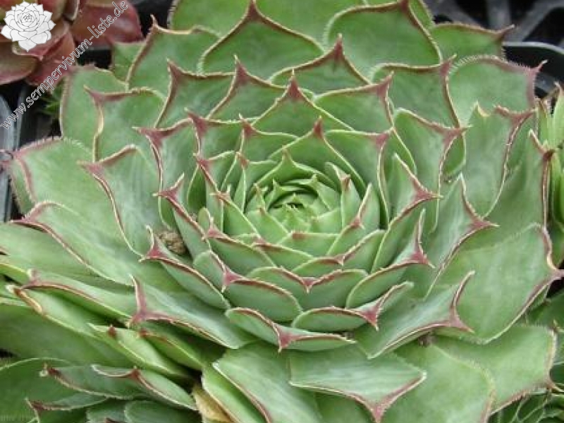 tectorum from Monte Baldo (Typ PH690)