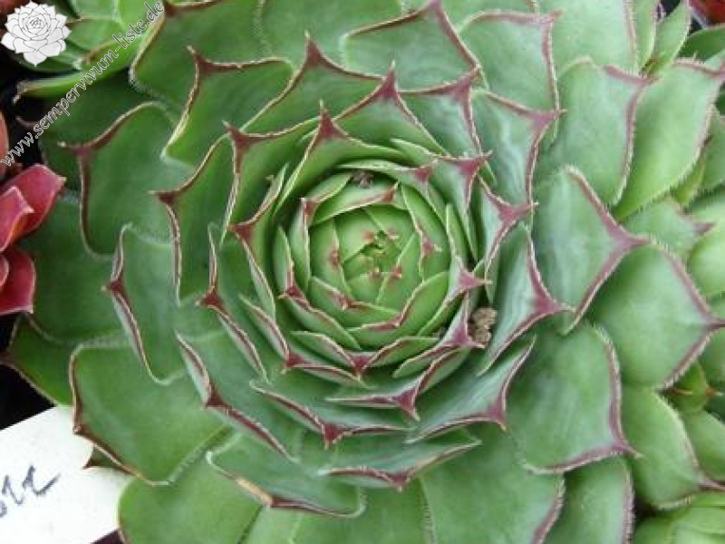 tectorum from Monte Baldo (Typ PH690)