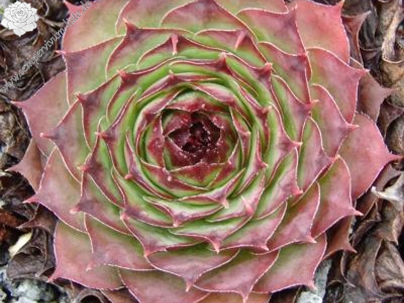 tectorum from Monte Baldo (Typ PH690)