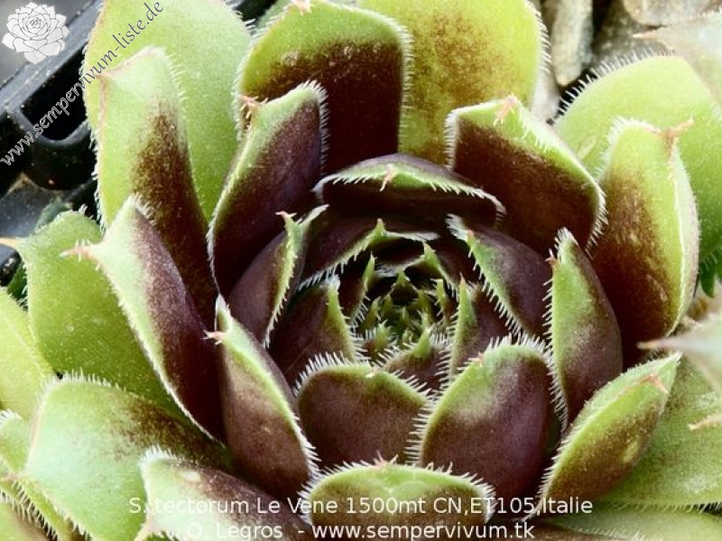 tectorum from Monte Le Vene