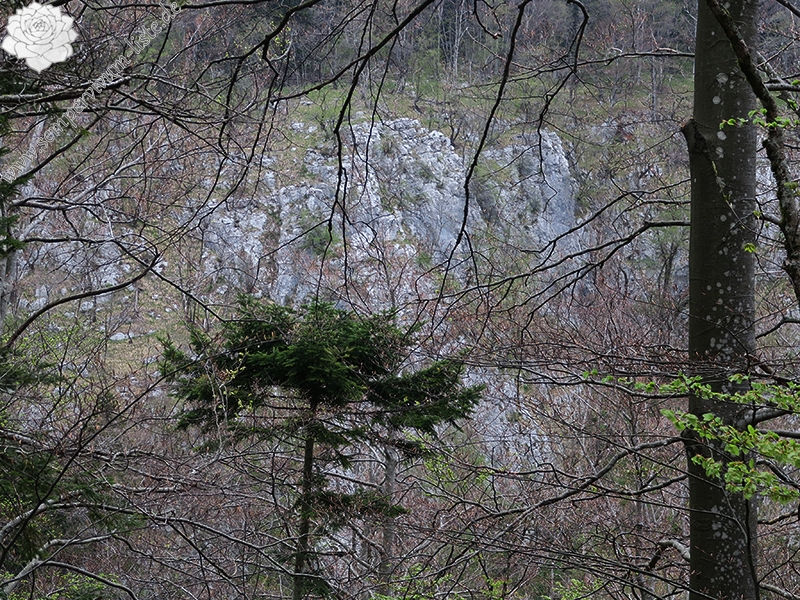 tectorum from Mount Javornik