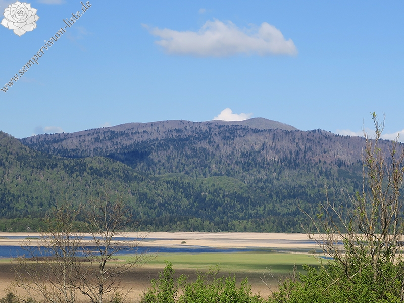tectorum from Mount Javornik