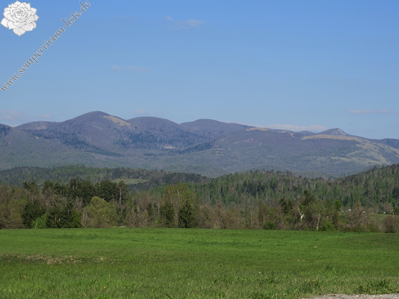 tectorum from Mount Javornik