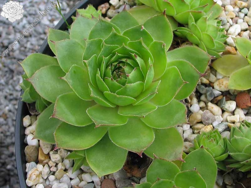 tectorum from Nîmes