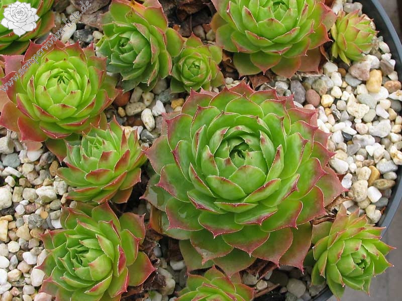 tectorum from Nîmes