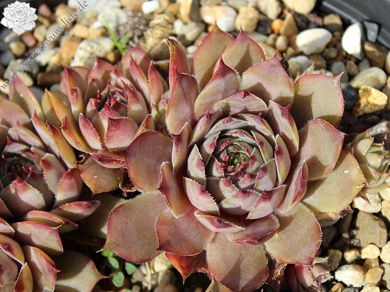 tectorum from Pic de Morgon
