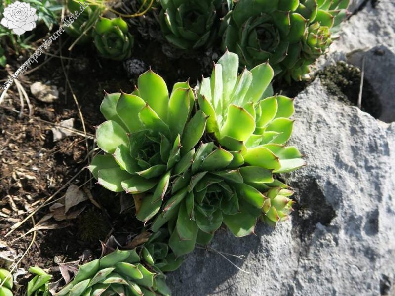 tectorum from Primorska