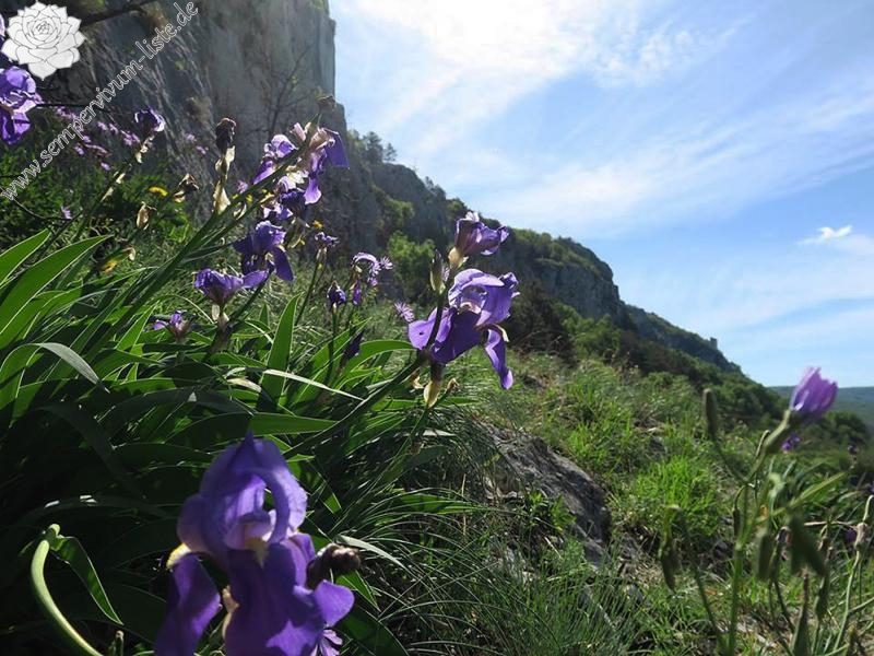 tectorum from Primorska