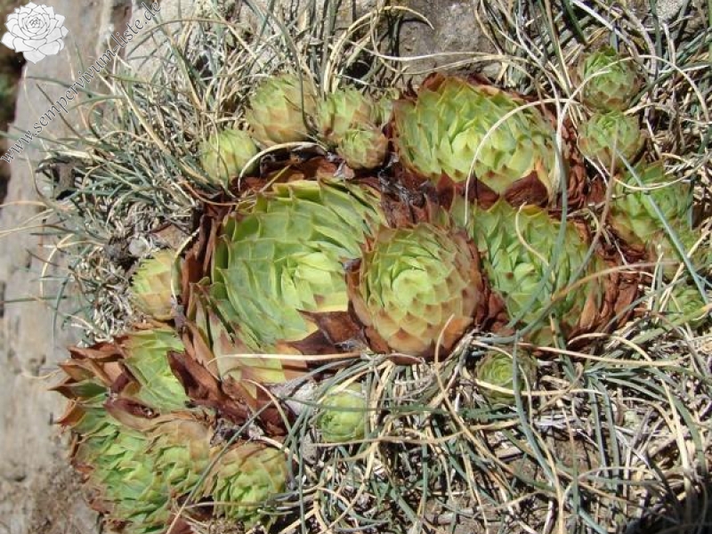 tectorum from Roche de Gourdon (Felswand)
