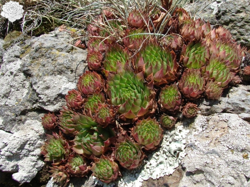 tectorum from Roche de Gourdon (Felswand)