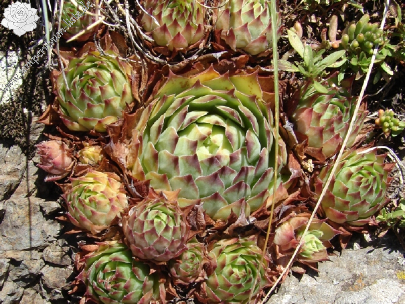 tectorum from Roche de Gourdon (Felswand)