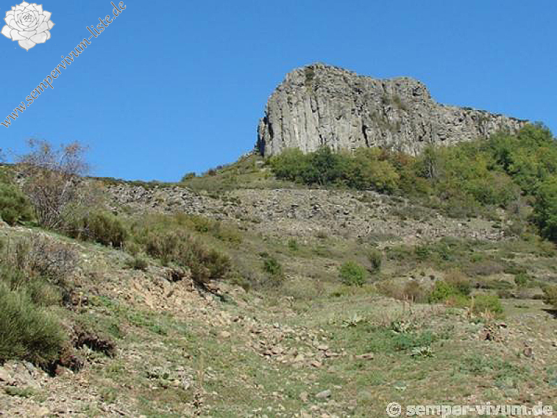 tectorum from Roche de Gourdon (Felswand)
