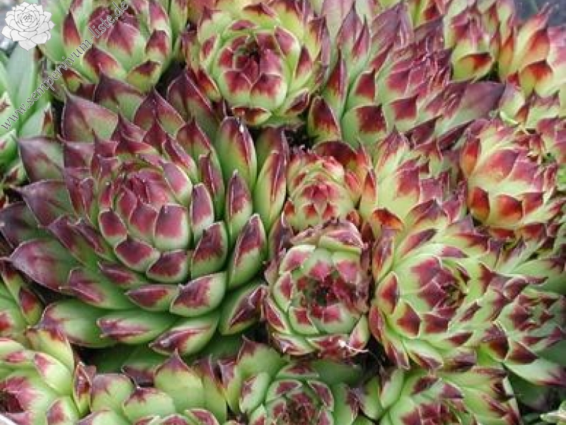 tectorum from Saint-Étienne-du-Valdonnez