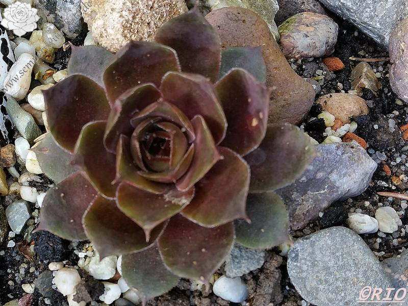 tectorum from Schwäbische Alb (Typ 1)