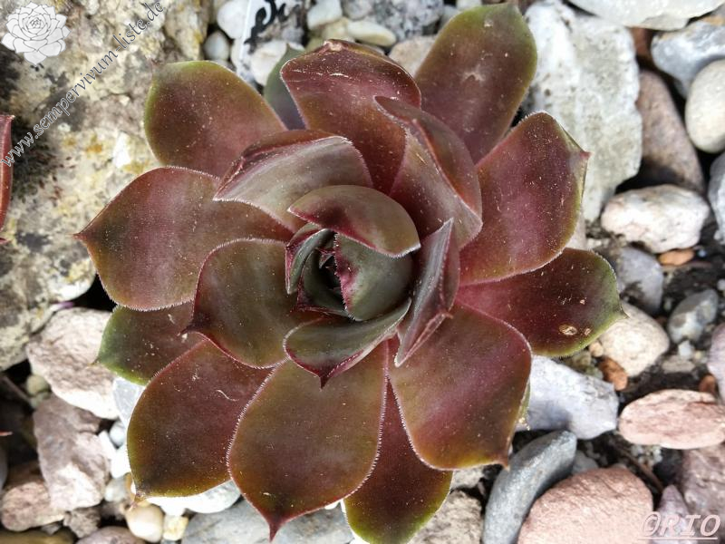 tectorum from Schwäbische Alb (Typ 1)
