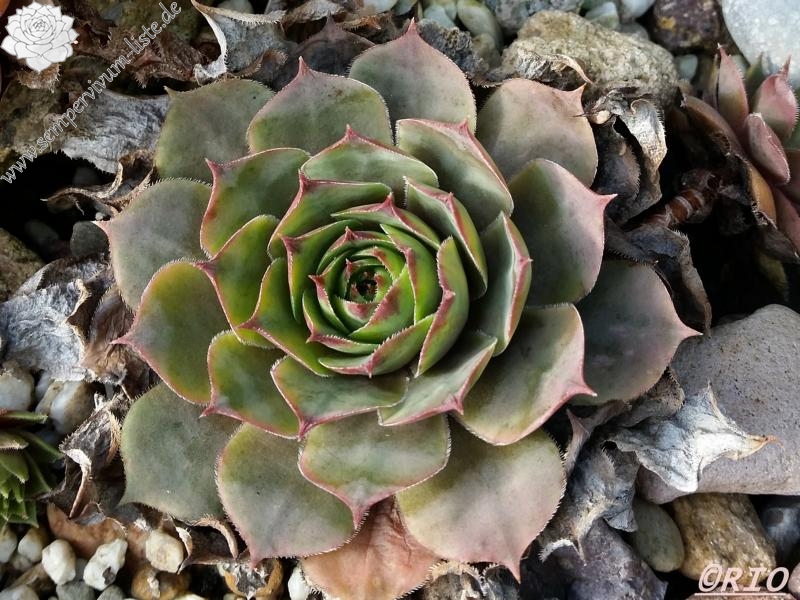 tectorum from Schwäbische Alb (Typ 1)
