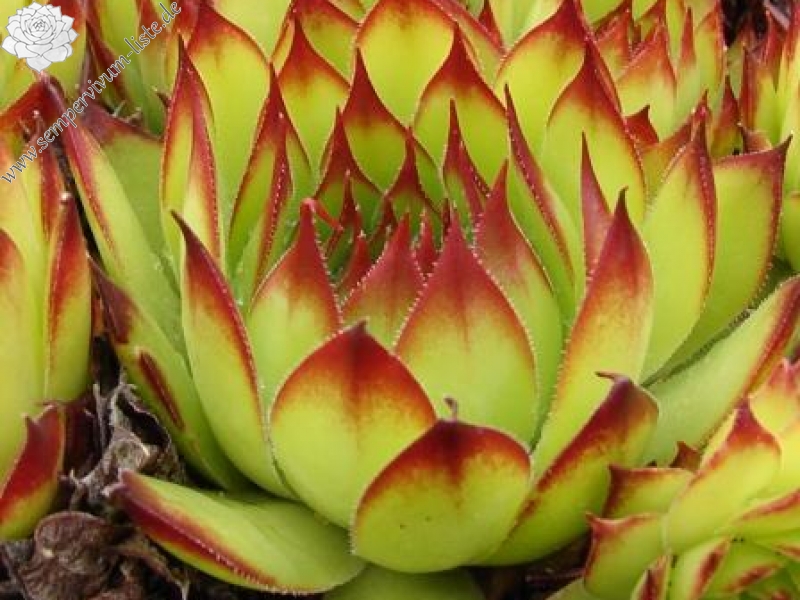 tectorum from Val Casterino