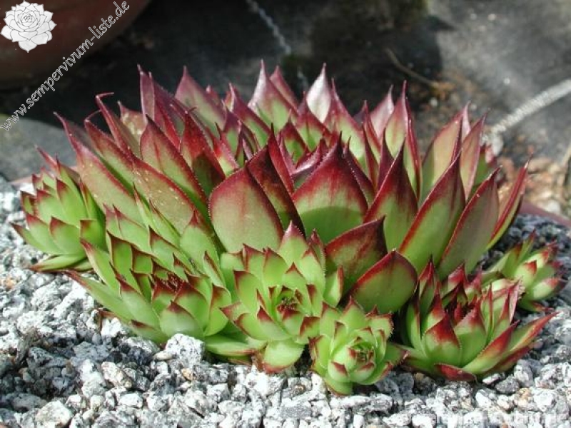 tectorum from Val Casterino