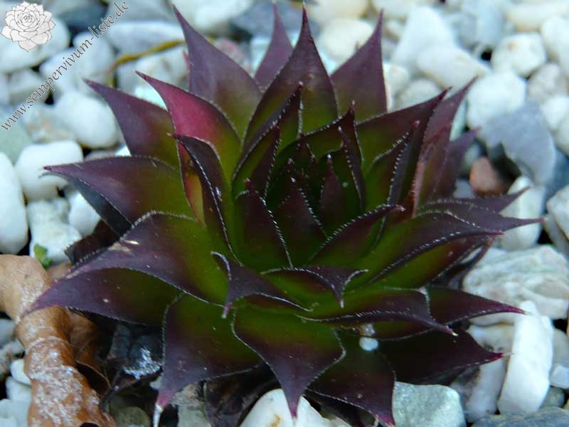 tectorum from Val Casterino