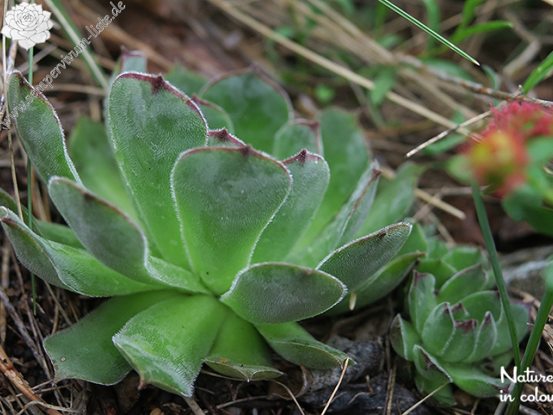 tectorum osti-jarej (nom. prov.)