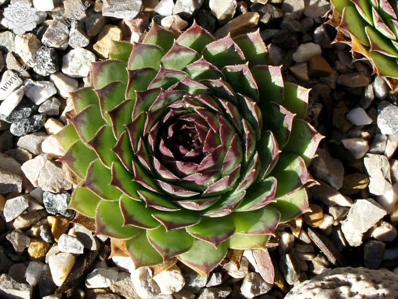 tectorum var. tectorum (boutignyanum) from Roc