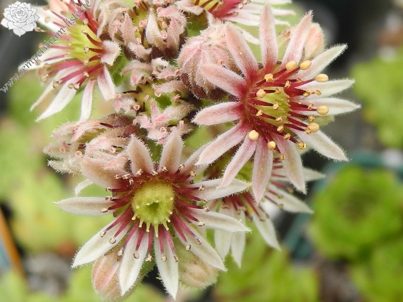 tectorum var. tectorum (boutignyanum) from Roc