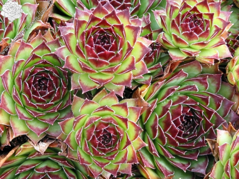 tectorum var. tectorum (boutignyanum) from Route de Tuixén