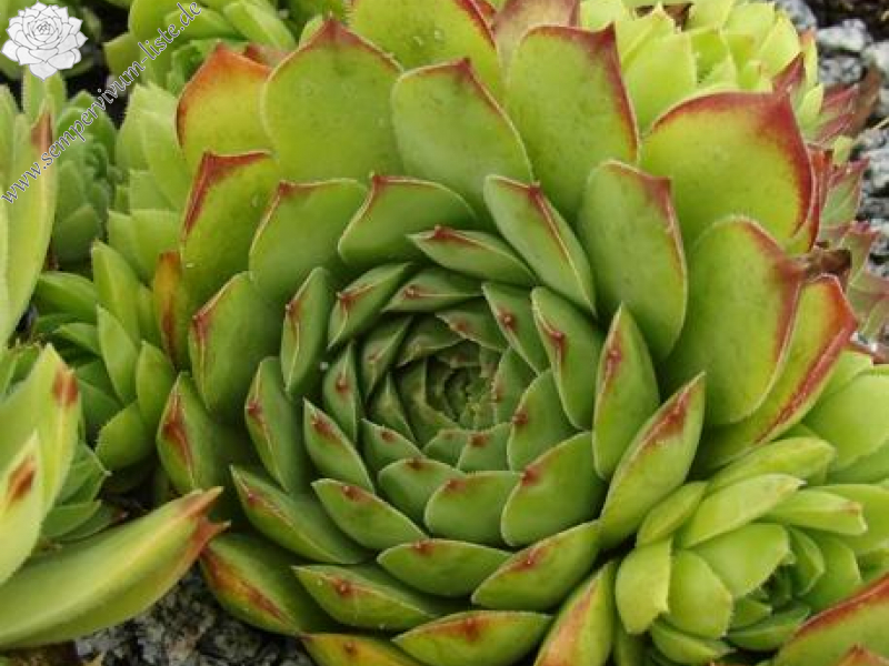 tectorum var. tectorum (boutignyanum) from Sant Joan de Caselles