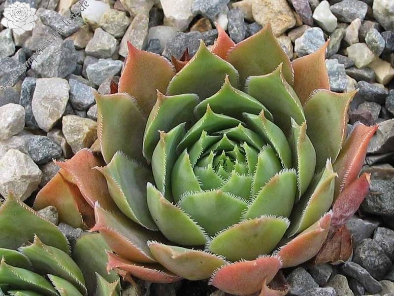 tectorum var. tectorum (cantalicum)