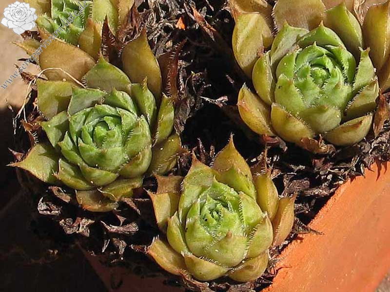 tectorum var. tectorum (cantalicum)