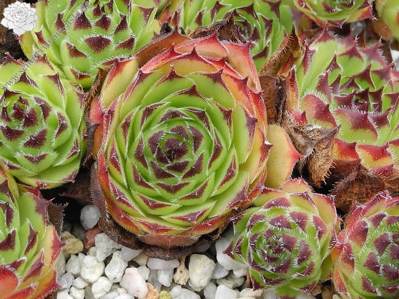 tectorum var. tectorum (erubescens)