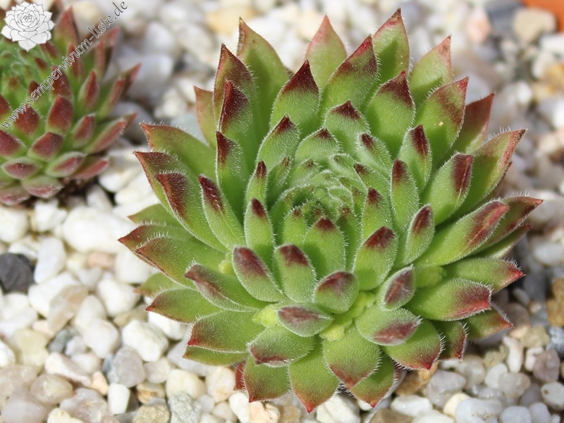 thompsonianum
