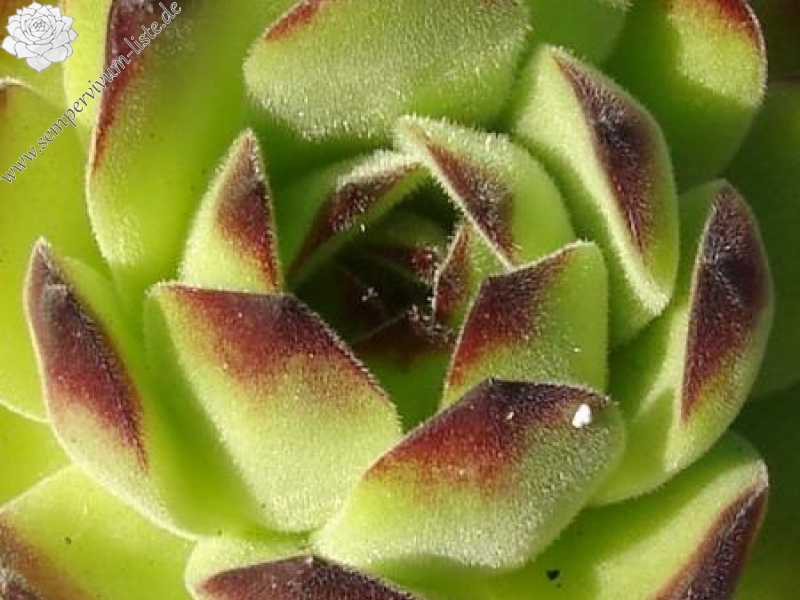 transcaucasicum (cf.) from Sewan-Island