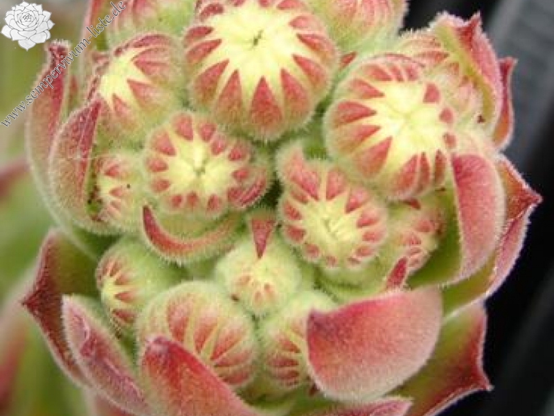 transcaucasicum from Borjomi on road to Bakuriani