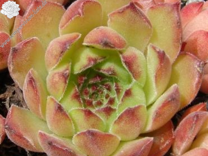 transcaucasicum from Borjomi on road to Bakuriani