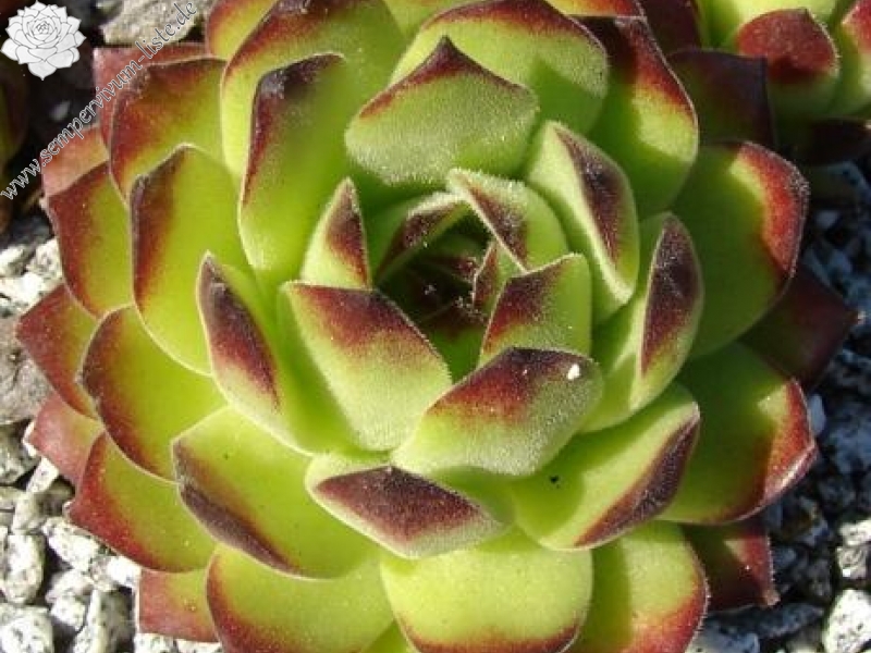 transcaucasicum (cf.) from Sewan-Island