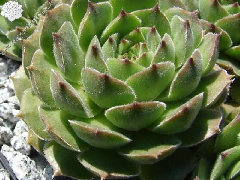 transcaucasicum (cf.) from Mt. Gwirgwina (PH1103)