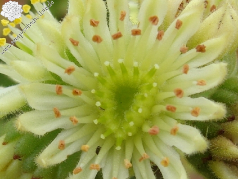 transcaucasicum (cf.) from Sewan-Island