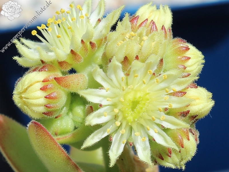 transcaucasicum (cf.) from Sewan-Island