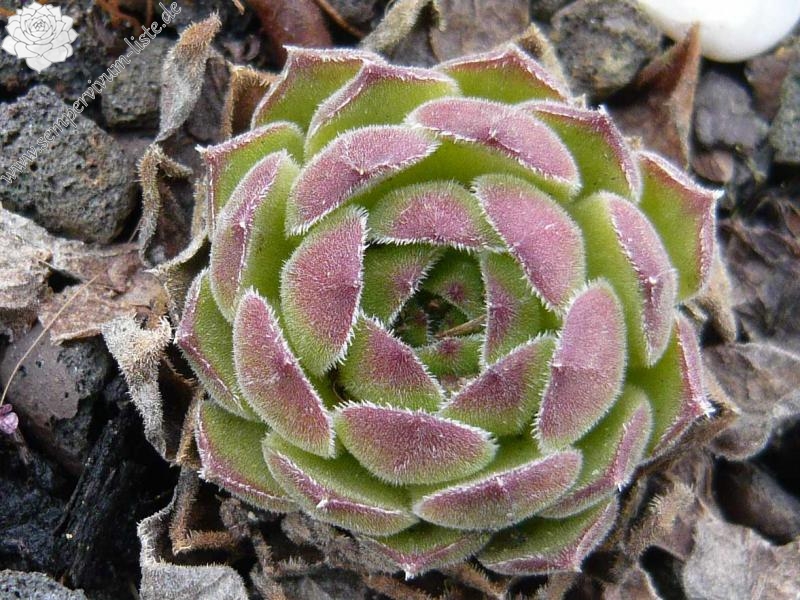 transcaucasicum from Sewansee