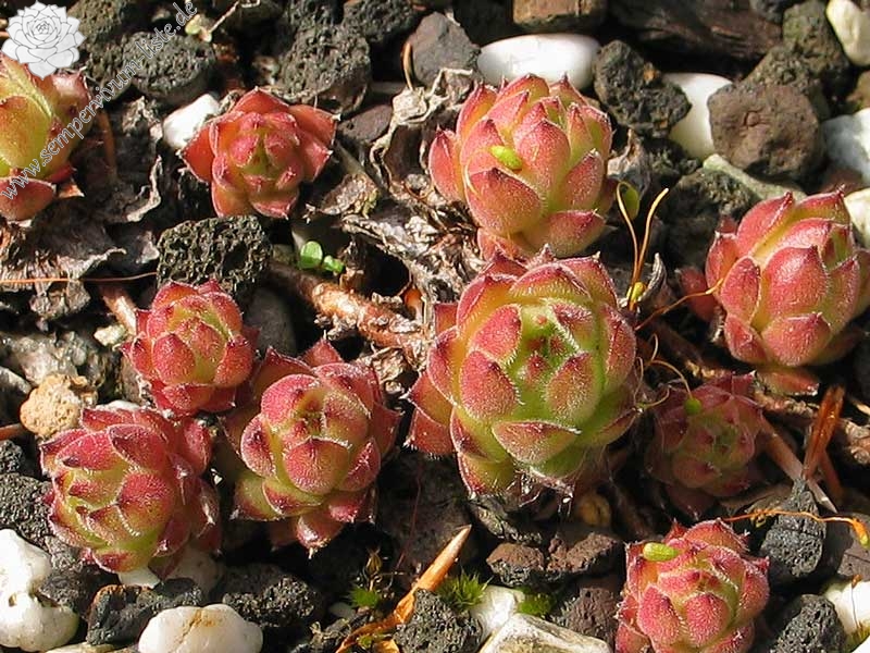transcaucasicum from Borjomi on road to Bakuriani