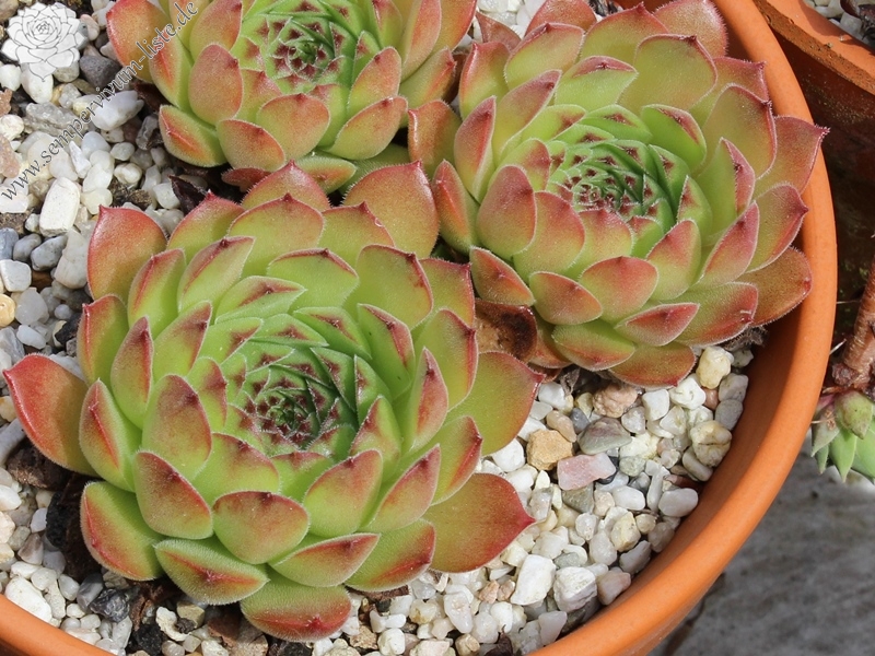 transcaucasicum from Borjomi on road to Bakuriani