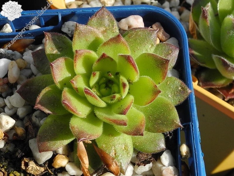 transcaucasicum x S. caucasicum (cf.) from Spitak